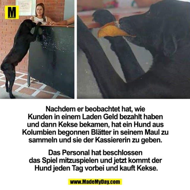 Nachdem er beobachtet hat,
wie Kunden in einem Laden Geld bezahlt
haben und dann Kekse bekamen, hat ein
Hund aus Kolumbien begonnen Blätter in seinem
Maul zu sammeln und sie der Kassiererin zu geben.
Das Personal hat beschlossen das Spiel mitzuspielen
und jetzt kommt der Hund jeden Tag
vorbei und kauft Kekse. - Inspiration, Zitate & Sprüche | MadeMyDay | Jetzt entdecken & teilen Nachdem er beobachtet hat,
wie Kunden in einem Laden Geld bezahlt
haben und dann Kekse bekamen, hat ein
Hund aus Kolumbien begonnen Blätter in seinem
Maul zu sammeln und sie der Kassiererin zu geben.
Das Personal hat beschlossen das Spiel mitzuspielen
und jetzt kommt der Hund jeden Tag
vorbei und kauft Kekse. - Inspirierendes Zitat mit Bild