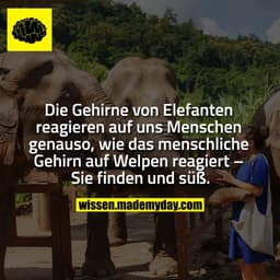 Die Gehirne von Elefanten reagieren auf uns Menschen genauso, wie das menschliche Gehirn auf Welpen reagiert – Sie finde
