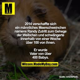 2014 verschaffte sich ein männliches
Meerschweinchen namens Randy
Zutritt zum Gehege der Weibchen und
schwängerte innerh