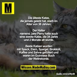 Die älteste Katze, die jemals gelebt hat,
starb im Alter von 38 Jahren. Der Halter
namens Jake Perry hatte auch eine
zwe
