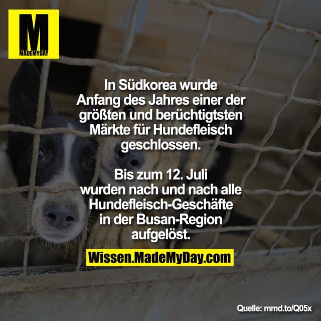 In Südkorea wurde Anfang des Jahres einer der größten und
berüchtigtsten Märkte für Hundefleisch
geschlossen. Bis zum 12. Juli wurden nach und nach
alle Hundefleisch-Geschäfte in der Busan-Region aufgelöst.
mmd.to/Q05x - Inspiration, Zitate & Sprüche | MadeMyDay | Jetzt entdecken & teilen In Südkorea wurde Anfang des Jahres einer der größten und
berüchtigtsten Märkte für Hundefleisch
geschlossen. Bis zum 12. Juli wurden nach und nach
alle Hundefleisch-Geschäfte in der Busan-Region aufgelöst.
mmd.to/Q05x - Inspirierendes Zitat mit Bild