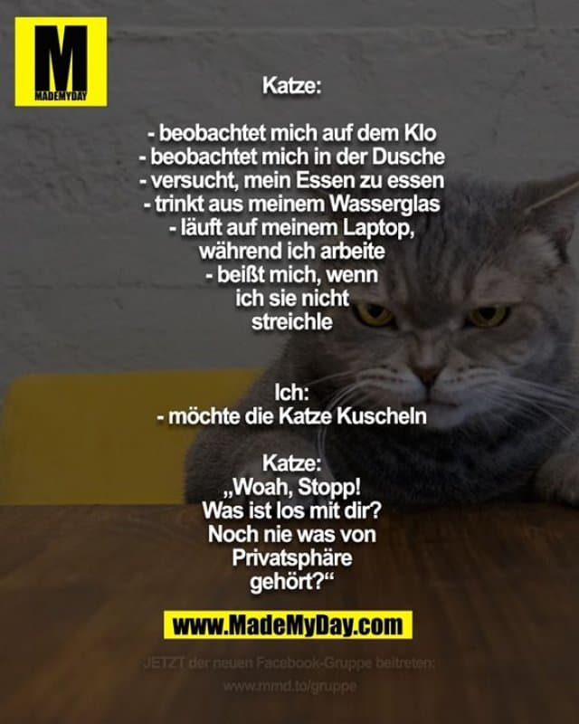 Katze:
- beobachtet mich auf dem Klo
- beobachtet mich in der Dusche
- versucht, mein Essen zu essen
- trinkt aus meinem Wasserglas
- läuft auf meinem Laptop, während ich arbeite
- beißt mich, wenn ich sie nicht streichle
Ich:
- möchte die Katze Kuscheln
Katze:
„Woah, Stopp! Was ist los mit dir? Noch nie was von Privatsphäre gehört?“ - Inspiration, Zitate & Sprüche | MadeMyDay | Jetzt entdecken & teilen Katze:
- beobachtet mich auf dem Klo
- beobachtet mich in der Dusche
- versucht, mein Essen zu essen
- trinkt aus meinem Wasserglas
- läuft auf meinem Laptop, während ich arbeite
- beißt mich, wenn ich sie nicht streichle
Ich:
- möchte die Katze Kuscheln
Katze:
„Woah, Stopp! Was ist los mit dir? Noch nie was von Privatsphäre gehört?“ - Inspirierendes Zitat mit Bild
