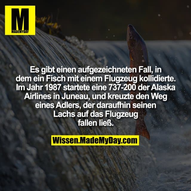 Es gibt einen aufgezeichneten Fall, in dem ein Fisch mit einem Flugzeug kollidierte. Im Jahr 1987 startete eine 737-200 der Alaska Airlines in Juneau, und kreuzte den Weg eines Adlers, der daraufhin seinen Lachs auf das Flugzeug fallen ließ. - Inspiration, Zitate & Sprüche | MadeMyDay | Jetzt entdecken & teilen Es gibt einen aufgezeichneten Fall, in dem ein Fisch mit einem Flugzeug kollidierte. Im Jahr 1987 startete eine 737-200 der Alaska Airlines in Juneau, und kreuzte den Weg eines Adlers, der daraufhin seinen Lachs auf das Flugzeug fallen ließ. - Inspirierendes Zitat mit Bild