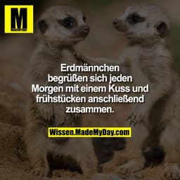Erdmännchen begrüßen sich jeden Morgen mit einem Kuss und frühstücken anschließend zusammen.