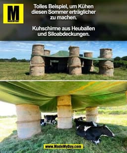 Tolles Beispiel, um Kühen
diesen Sommer erträglicher
zu machen.
Kuhschirme aus Heuballen
und Siloabdeckungen.
(BILD)