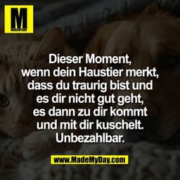 Dieser Moment,
wenn dein Haustier merkt,
dass du traurig bist und
es dir nicht gut geht,
es dann zu dir kommt
und mit di