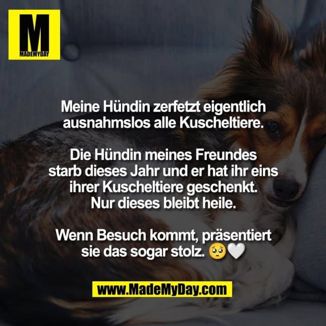 Meine Hündin zerfetzt eigentlich
ausnahmslos alle Kuscheltiere.
Die Hündin meines Freundes
starb dieses Jahr und er hat ihr eins
ihrer Kuscheltiere geschenkt.
Nur dieses bleibt heile.
Wenn Besuch kommt, präsentiert
sie das sogar stolz. 🥺🤍 - Inspiration, Zitate & Sprüche | MadeMyDay | Jetzt entdecken & teilen Meine Hündin zerfetzt eigentlich
ausnahmslos alle Kuscheltiere.
Die Hündin meines Freundes
starb dieses Jahr und er hat ihr eins
ihrer Kuscheltiere geschenkt.
Nur dieses bleibt heile.
Wenn Besuch kommt, präsentiert
sie das sogar stolz. 🥺🤍 - Inspirierendes Zitat mit Bild